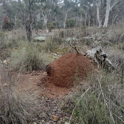 Nasutitermes exitiosus (Snouted termite, Gluegun termite) at Campbell, ACT - 3 Jun 2024 by AaronClausen