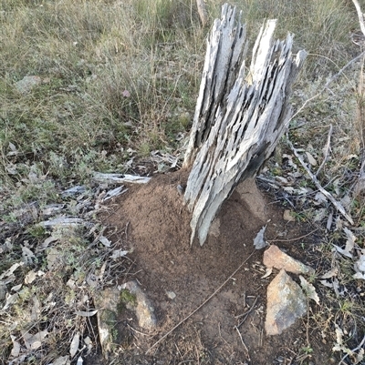 Nasutitermes exitiosus (Snouted termite, Gluegun termite) at Kenny, ACT - 3 Jun 2024 by AaronClausen