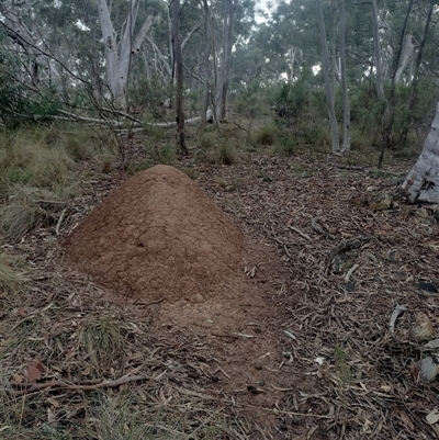 Nasutitermes exitiosus (Snouted termite, Gluegun termite) at Campbell, ACT - 4 Jun 2024 by DonFletcher
