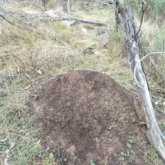 Nasutitermes exitiosus (Snouted termite, Gluegun termite) at Kenny, ACT - 4 Jun 2024 by DonFletcher