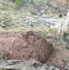 Nasutitermes exitiosus (Snouted termite, Gluegun termite) at Kenny, ACT - 4 Jun 2024 by DonFletcher