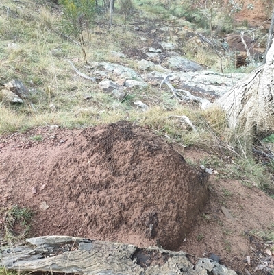 Nasutitermes exitiosus (Snouted termite, Gluegun termite) at Kenny, ACT - 4 Jun 2024 by DonFletcher