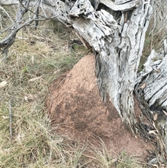 Nasutitermes exitiosus (Snouted termite, Gluegun termite) at Kenny, ACT - 3 Jun 2024 by AaronClausen