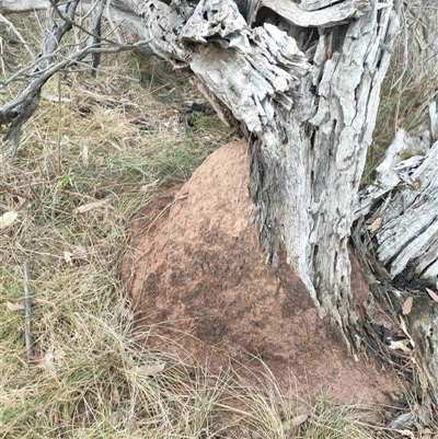 Nasutitermes exitiosus (Snouted termite, Gluegun termite) at Kenny, ACT - 3 Jun 2024 by AaronClausen