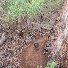 Nasutitermes exitiosus (Snouted termite, Gluegun termite) at Hackett, ACT - 4 Jun 2024 by DonFletcher