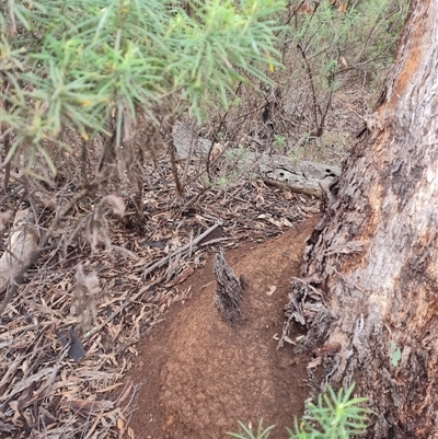 Nasutitermes exitiosus (Snouted termite, Gluegun termite) at Hackett, ACT - 3 Jun 2024 by AaronClausen