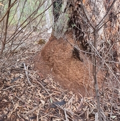 Nasutitermes exitiosus at Hackett, ACT - suppressed