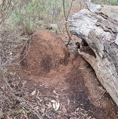 Nasutitermes exitiosus (Snouted termite, Gluegun termite) at Hackett, ACT - 3 Jun 2024 by AaronClausen