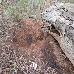 Nasutitermes exitiosus at Hackett, ACT - 4 Jun 2024