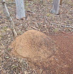 Nasutitermes exitiosus (Snouted termite, Gluegun termite) at Hackett, ACT - 4 Jun 2024 by DonFletcher