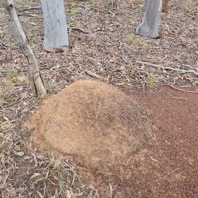 Nasutitermes exitiosus (Snouted termite, Gluegun termite) at Hackett, ACT - 3 Jun 2024 by AaronClausen