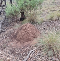 Nasutitermes exitiosus (Snouted termite, Gluegun termite) at Hackett, ACT - 3 Jun 2024 by AaronClausen