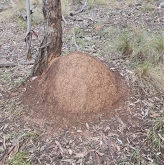 Nasutitermes exitiosus (Snouted termite, Gluegun termite) at Hackett, ACT - 3 Jun 2024 by AaronClausen