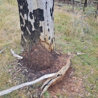 Nasutitermes exitiosus (Snouted termite, Gluegun termite) at Hackett, ACT - 4 Jun 2024 by DonFletcher