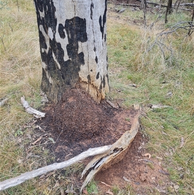 Nasutitermes exitiosus (Snouted termite, Gluegun termite) at Hackett, ACT - 3 Jun 2024 by AaronClausen