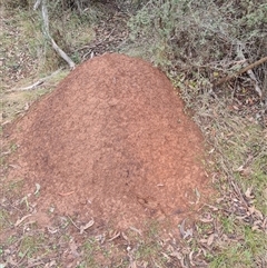 Nasutitermes exitiosus (Snouted termite, Gluegun termite) at Hackett, ACT - 3 Jun 2024 by AaronClausen