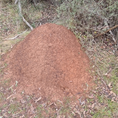 Nasutitermes exitiosus (Snouted termite, Gluegun termite) at Hackett, ACT - 4 Jun 2024 by DonFletcher