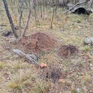 Nasutitermes exitiosus at Hackett, ACT - 4 Jun 2024