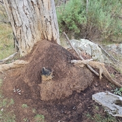 Nasutitermes exitiosus (Snouted termite, Gluegun termite) at Hackett, ACT - 4 Jun 2024 by DonFletcher