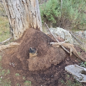 Nasutitermes exitiosus at Hackett, ACT - 4 Jun 2024