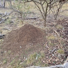 Nasutitermes exitiosus (Snouted termite, Gluegun termite) at Hackett, ACT - 3 Jun 2024 by AaronClausen