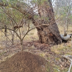 Nasutitermes exitiosus at Hackett, ACT - suppressed