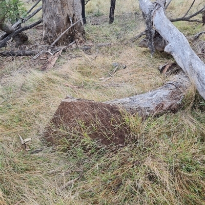 Nasutitermes exitiosus (Snouted termite, Gluegun termite) at Hackett, ACT - 3 Jun 2024 by AaronClausen