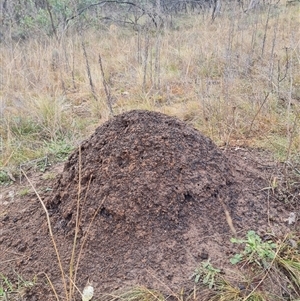 Nasutitermes exitiosus at Hackett, ACT - suppressed