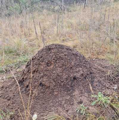 Nasutitermes exitiosus (Snouted termite, Gluegun termite) at Hackett, ACT - 4 Jun 2024 by DonFletcher
