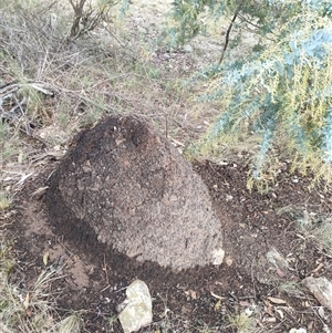 Nasutitermes exitiosus at Kenny, ACT - 4 Jun 2024