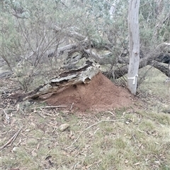 Nasutitermes exitiosus (Snouted termite, Gluegun termite) at Campbell, ACT - 4 Jun 2024 by DonFletcher