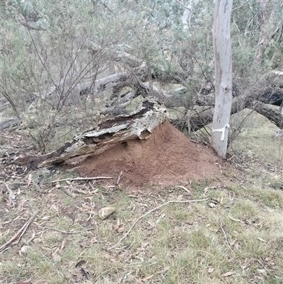 Nasutitermes exitiosus (Snouted termite, Gluegun termite) at Campbell, ACT - 3 Jun 2024 by AaronClausen