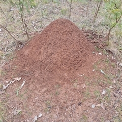 Nasutitermes exitiosus (Snouted termite, Gluegun termite) at Hackett, ACT - 3 Jun 2024 by AaronClausen