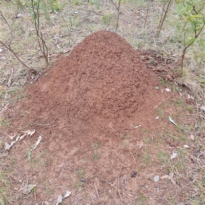 Nasutitermes exitiosus (Snouted termite, Gluegun termite) at Hackett, ACT - 3 Jun 2024 by AaronClausen