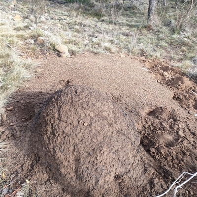 Nasutitermes exitiosus (Snouted termite, Gluegun termite) at Kenny, ACT - 3 Jun 2024 by AaronClausen