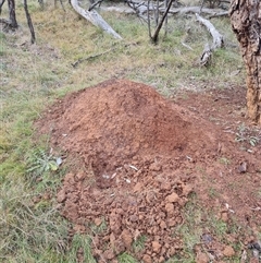 Nasutitermes exitiosus (Snouted termite, Gluegun termite) at Hackett, ACT - 3 Jun 2024 by AaronClausen