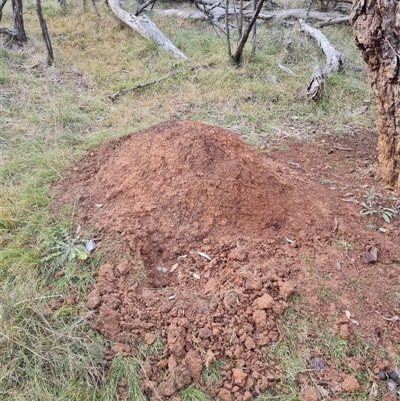 Nasutitermes exitiosus (Snouted termite, Gluegun termite) at Hackett, ACT - 4 Jun 2024 by DonFletcher