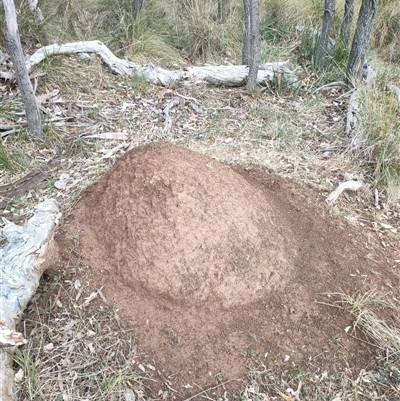 Nasutitermes exitiosus (Snouted termite, Gluegun termite) at Kenny, ACT - 3 Jun 2024 by AaronClausen