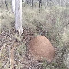 Nasutitermes exitiosus (Snouted termite, Gluegun termite) at Campbell, ACT - 3 Jun 2024 by AaronClausen