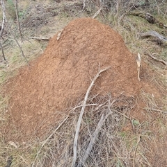 Nasutitermes exitiosus (Snouted termite, Gluegun termite) at Hackett, ACT - 3 Jun 2024 by AaronClausen