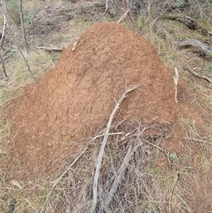 Nasutitermes exitiosus at Hackett, ACT - 4 Jun 2024