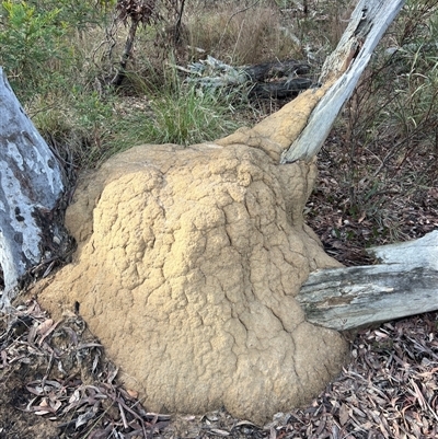 Coptotermes lacteus (Milk Termite) at Bruce, ACT - 3 Jun 2024 by AaronClausen