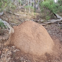 Nasutitermes exitiosus (Snouted termite, Gluegun termite) at Hackett, ACT - 3 Jun 2024 by AaronClausen