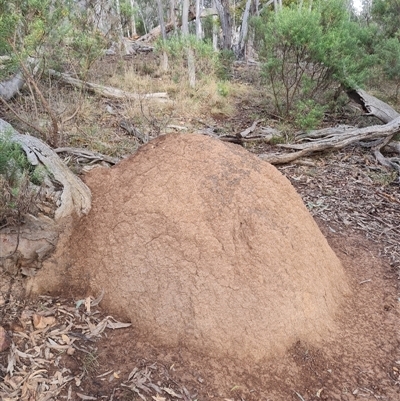 Nasutitermes exitiosus (Snouted termite, Gluegun termite) at Hackett, ACT - 4 Jun 2024 by DonFletcher
