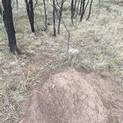 Nasutitermes exitiosus (Snouted termite, Gluegun termite) at Kenny, ACT - 4 Jun 2024 by DonFletcher