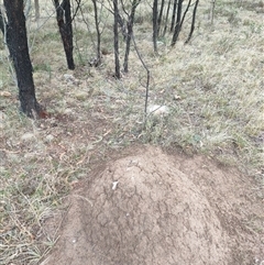 Nasutitermes exitiosus (Snouted termite, Gluegun termite) at Kenny, ACT - 3 Jun 2024 by AaronClausen