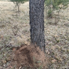 Nasutitermes exitiosus (Snouted termite, Gluegun termite) at Kenny, ACT - 3 Jun 2024 by AaronClausen