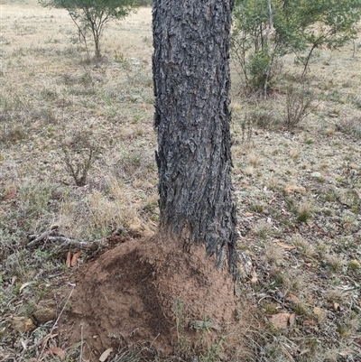 Nasutitermes exitiosus (Snouted termite, Gluegun termite) at Kenny, ACT - 4 Jun 2024 by DonFletcher