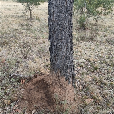 Nasutitermes exitiosus (Snouted termite, Gluegun termite) at Kenny, ACT - 3 Jun 2024 by AaronClausen