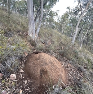 Nasutitermes exitiosus at Acton, ACT - 4 Jun 2024